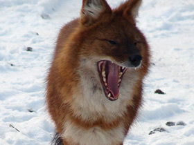 Красный волк Красный волк