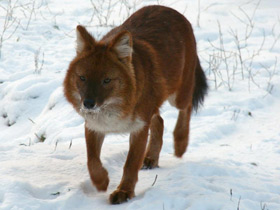 Красный волк Красный волк