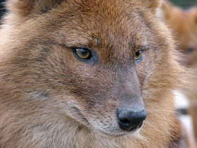 Красный волк Красный волк