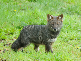 Смотреть фото Дарвиновская лисица Фото Дарвиновская лисица