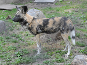 Смотреть фото Гиеновая собака Фото Гиеновая собака