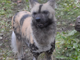 Смотреть фото Гиеновая собака Фото Гиеновая собака