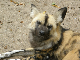 Смотреть фото Гиеновая собака Фото Гиеновая собака