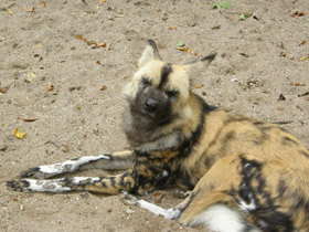 Смотреть фото Гиеновая собака Фото Гиеновая собака