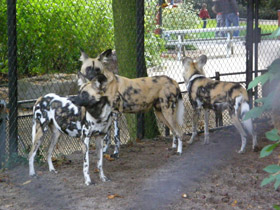 Смотреть фото Гиеновая собака Фото Гиеновая собака