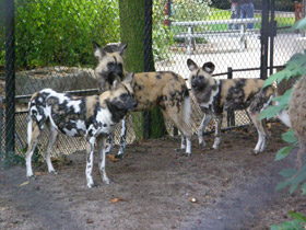 Смотреть фото Чья семья самая дружная? Самые верные животные Фото Чья семья самая дружная? Самые верные животные