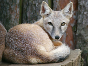 Корсак Корсак