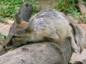 Смотреть фото Корсак Фото Корсак