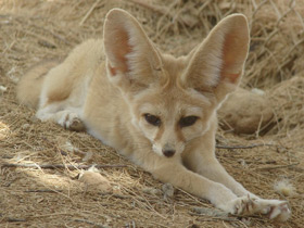 Фенек Фенек