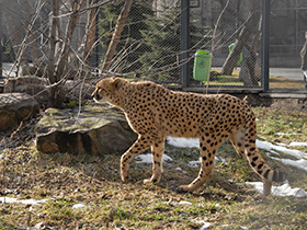 Смотреть фото Гепард Фото Гепард