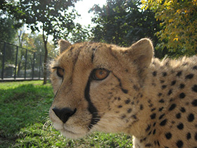 Смотреть фото Гепард Фото Гепард