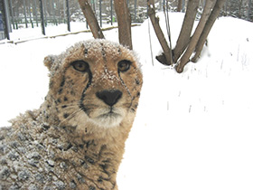 Смотреть фото Гепард Фото Гепард