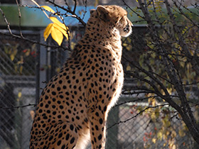 Смотреть фото Гепард Фото Гепард