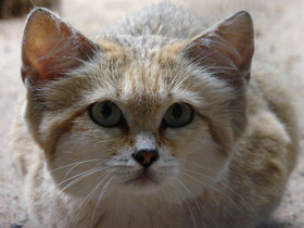 Барханный кот
