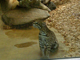 Смотреть фото Оцелот Фото Оцелот