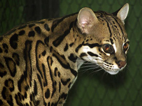 Смотреть фото Оцелот Фото Оцелот