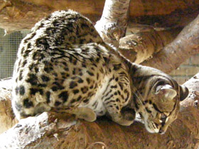 Смотреть фото Маргай Фото Маргай