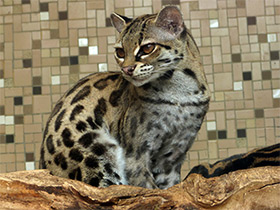 Смотреть фото Маргай Фото Маргай