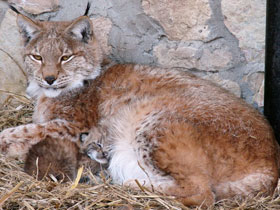 Смотреть фото Европейская рысь Фото Европейская рысь