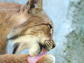 Смотреть фото Европейская рысь Фото Европейская рысь