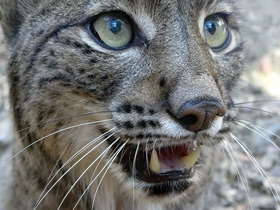 Смотреть фото Пиренейская рысь Фото Пиренейская рысь