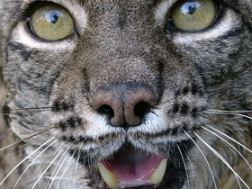 Смотреть фото Пиренейская рысь Фото Пиренейская рысь