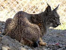 Смотреть фото Пиренейская рысь Фото Пиренейская рысь