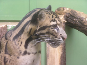 Смотреть фото Дымчатый леопард Фото Дымчатый леопард