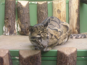 Смотреть фото Дымчатый леопард Фото Дымчатый леопард