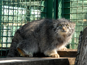 Фото Манул