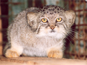 Манул