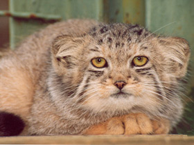 Манул