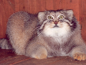 Манул
