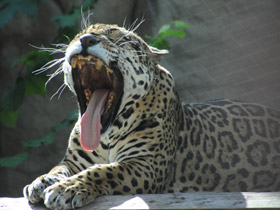 Смотреть фото Ягуар Фото Ягуар