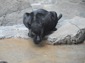 Смотреть фото Ягуар Фото Ягуар