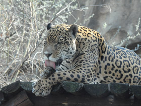 Смотреть фото Ягуар Фото Ягуар