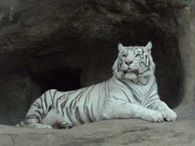 Смотреть фото Белый тигр Фото Белый тигр