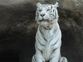 Смотреть фото Белый тигр Фото Белый тигр