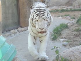 Смотреть фото Белый тигр Фото Белый тигр