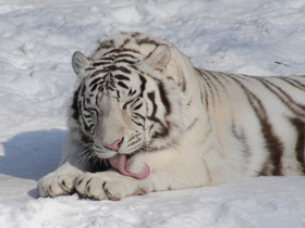 Смотреть фото Белый тигр Фото Белый тигр