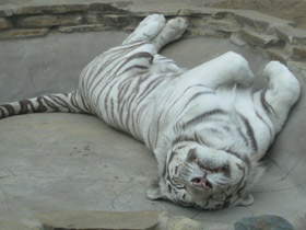 Смотреть фото Белый тигр Фото Белый тигр