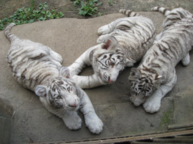Смотреть фото Белый тигр Фото Белый тигр