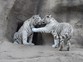 Смотреть фото Белый тигр Фото Белый тигр