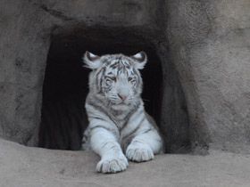 Смотреть фото Белый тигр Фото Белый тигр