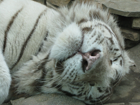 Смотреть фото Белый тигр Фото Белый тигр