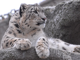 Смотреть фото Ирбис Фото Ирбис