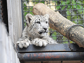 Смотреть фото Ирбис Фото Ирбис