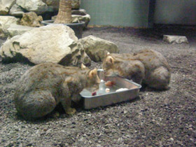 Смотреть фото Ржавая кошка Фото Ржавая кошка