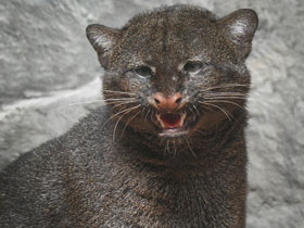 Смотреть фото Ягуарунди Фото Ягуарунди