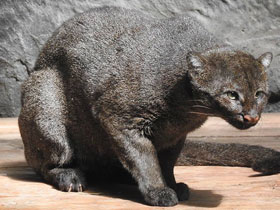 Смотреть фото Ягуарунди Фото Ягуарунди